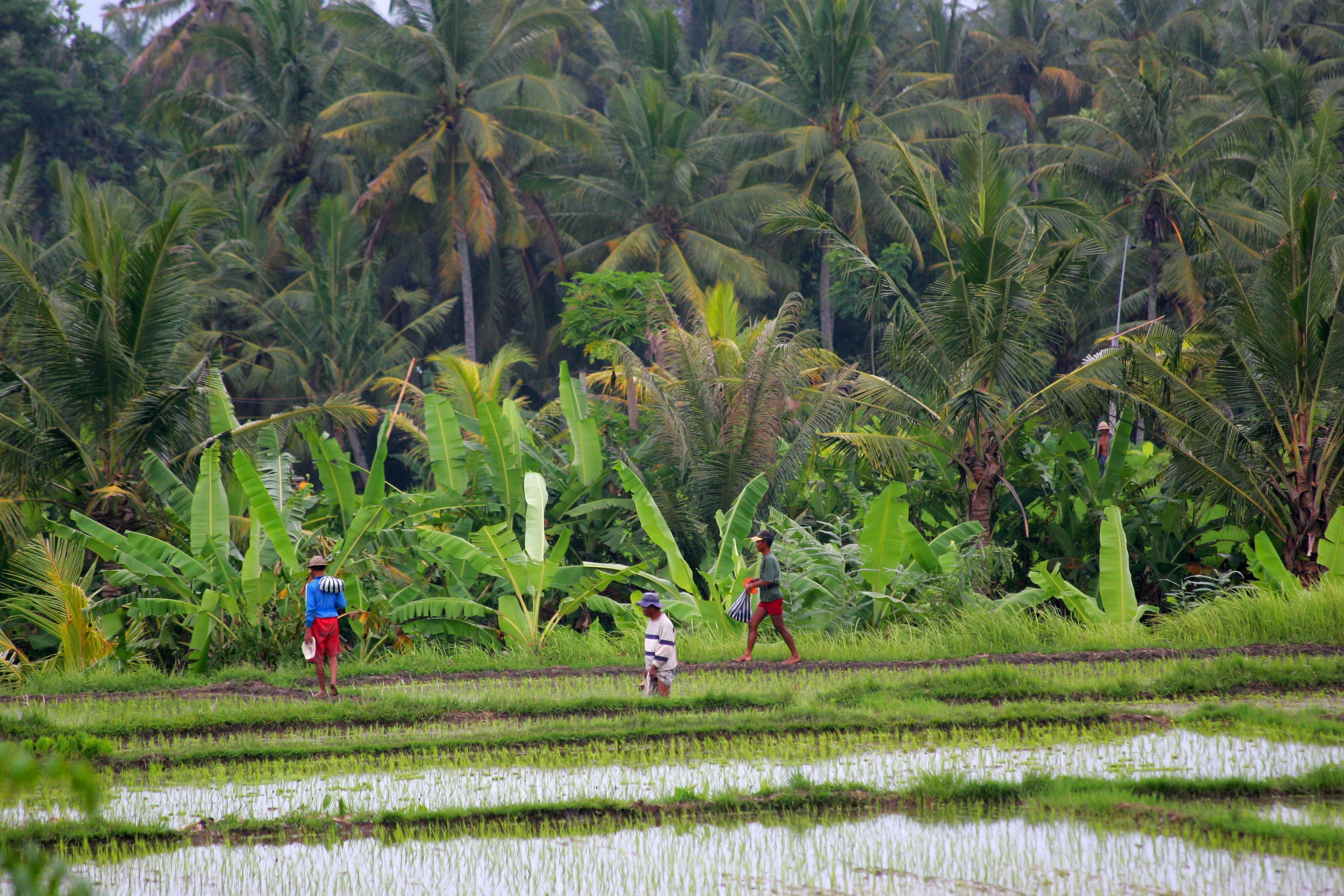 Taman Harum Cottages Ubud  Exterior photo